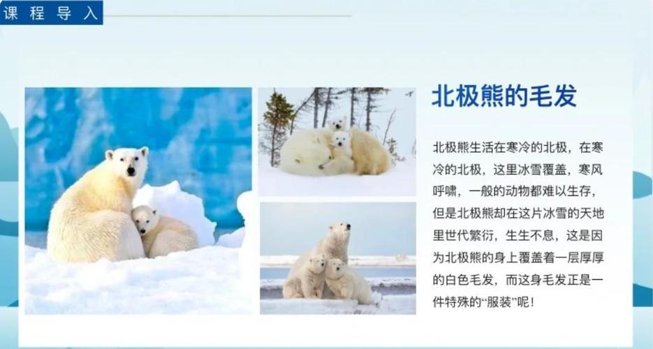 北极熊的地图_北极熊坐标_北极熊怎么走