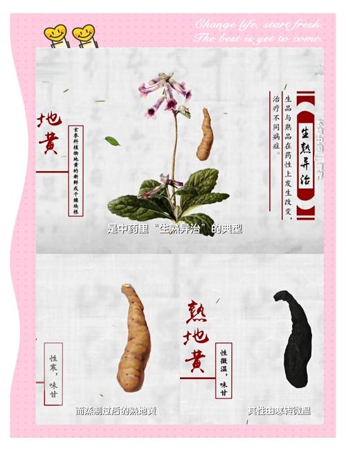 鹿鼎记药师珍兽带什么比较好_鹿鼎记药师攻略_鹿鼎记药师