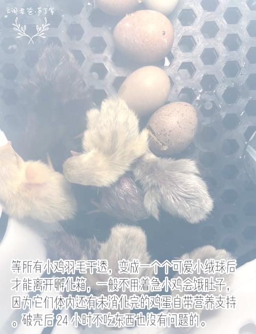 养宠物小鸡的关键要点：如何挑选健康活泼的小鸡苗？