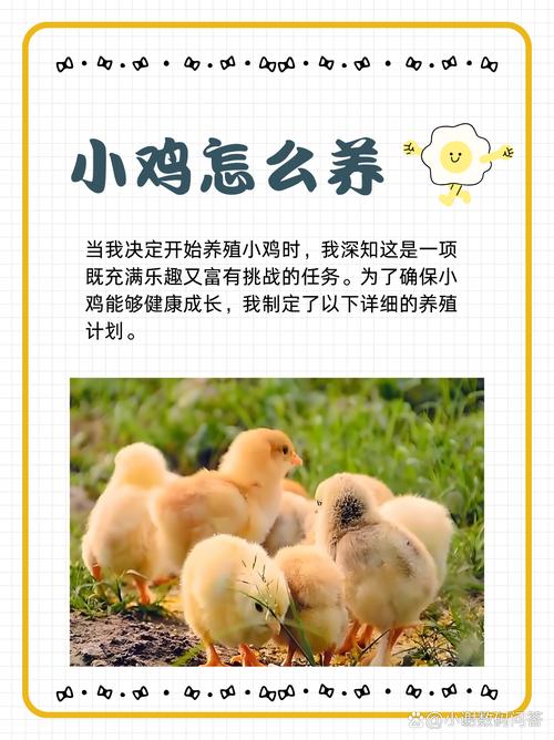 宠物小鸡养成记_宠物小鸡养成_小鸡宠物怎么养