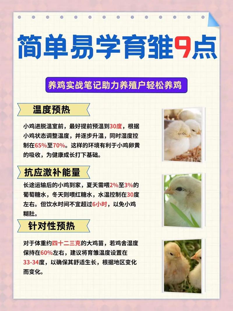 宠物小鸡养成_小鸡宠物怎么养_宠物小鸡养成记