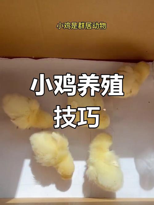 小鸡宠物怎么养_宠物小鸡养成记_宠物小鸡养成