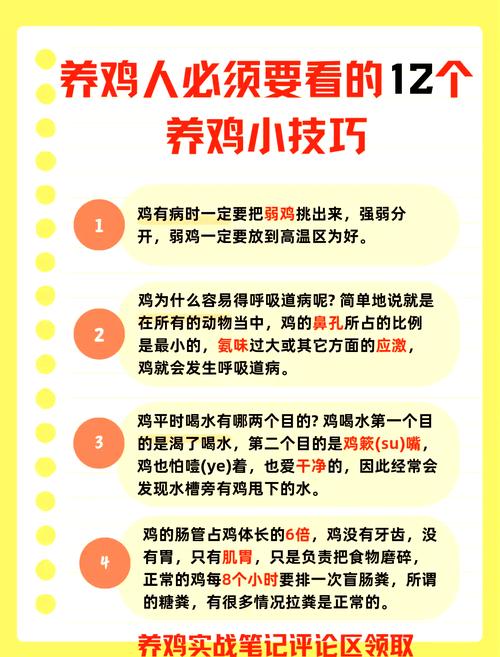 宠物小鸡养成_宠物小鸡养成记_小鸡宠物怎么养