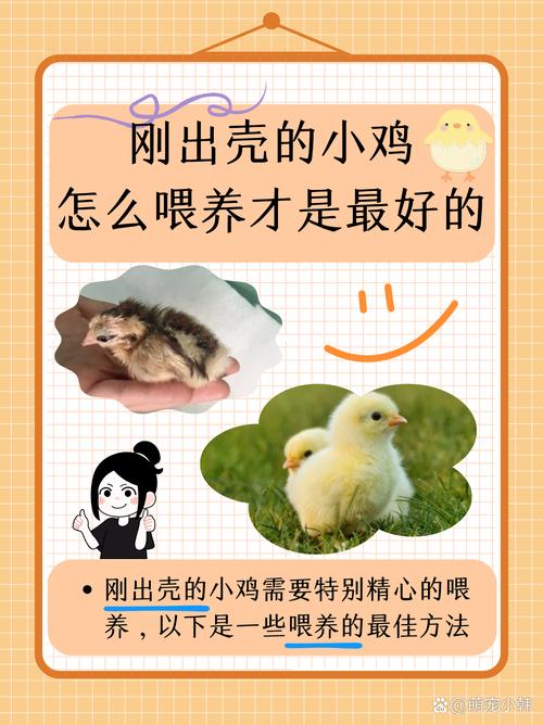 宠物小鸡养成_宠物小鸡养成记_小鸡宠物怎么养