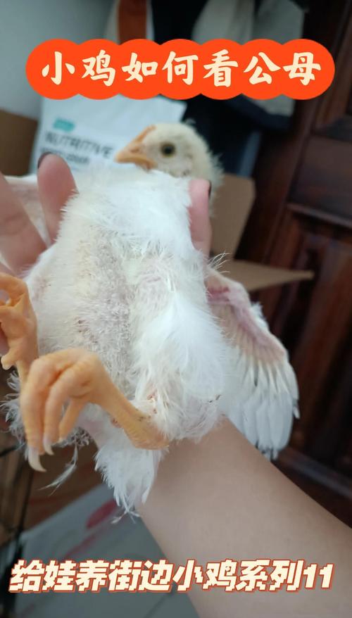 宠物小鸡养成_宠物小鸡养成记_小鸡宠物怎么养